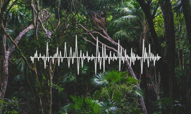 AI Tool, Forest, Listen, Conservation, Artificial Intelligence, Health, Solution, Technology, AI, Healthy, Tree, Climate Change,