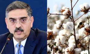 Cotton