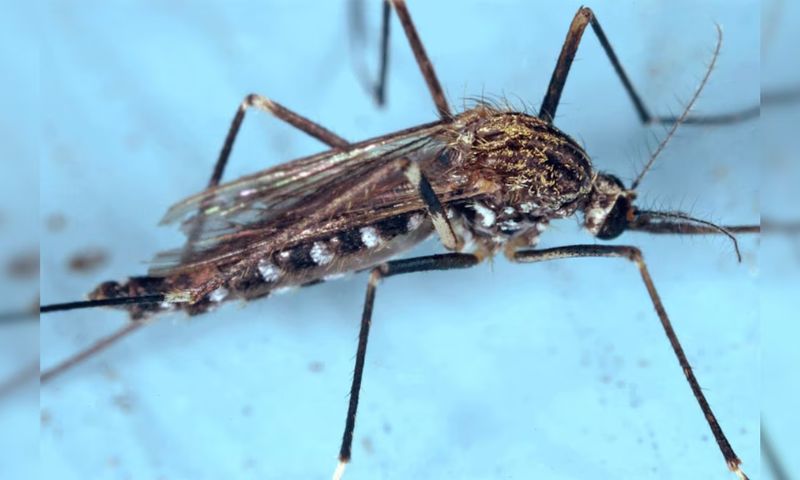 Dengue