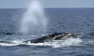Whale