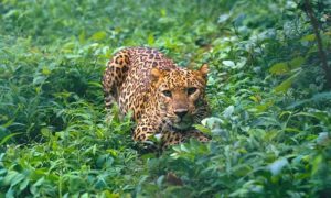Murree, Leopard, Islamabad, Big Cat, Margalla Hills, IWWB
