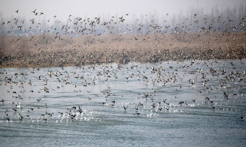 Kashmir
