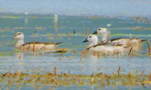 5 World Rare Wintering Bird Species Spotted in Myanmar’s 2nd Largest Lake