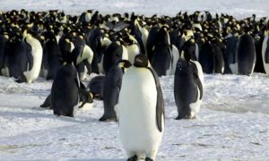 Penguins