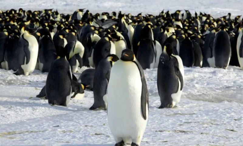 Penguins