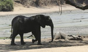Elephants, Zimbabwe, National Park, El Nino, Climate Change, Drought, Rainy, Weather, Wildlife, Africa, Animal,