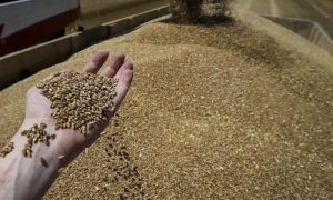 Russia, Mali, Africa, Black Sea Grain Initiative