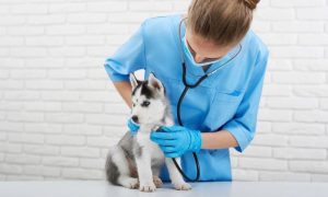 survey, Cofidis, Hungarian, dog owner, pet,