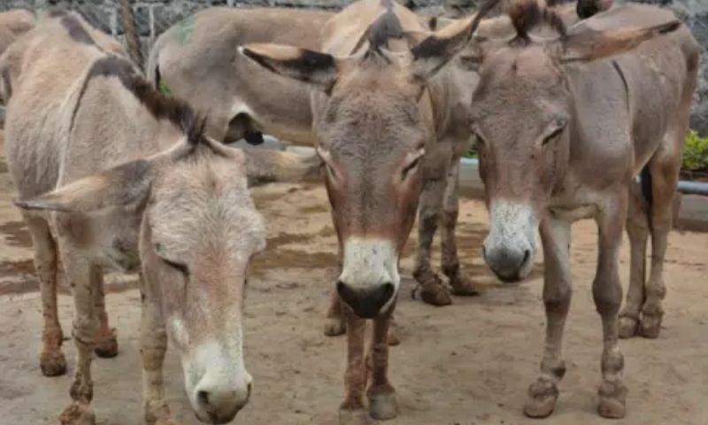 Donkey, Medicine, China, Africa,
