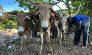 Donkey, Medicine, China, Africa,