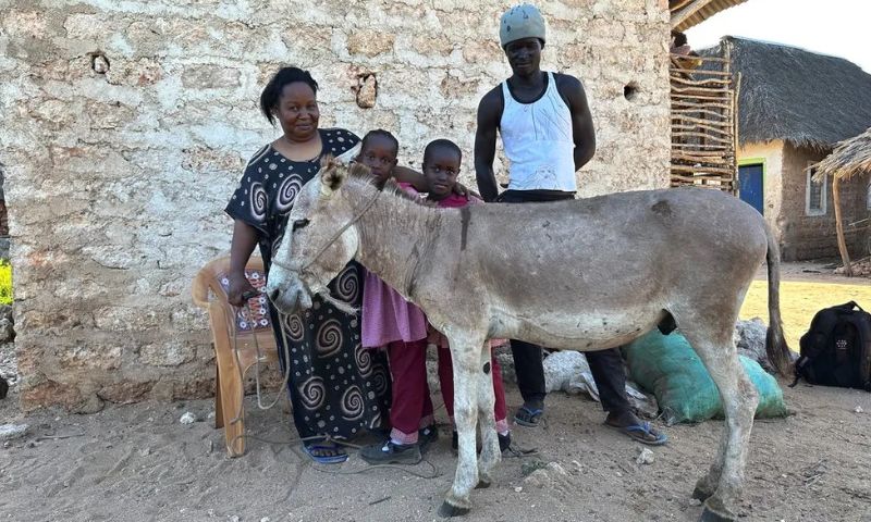 Donkey, Medicine, China, Africa,