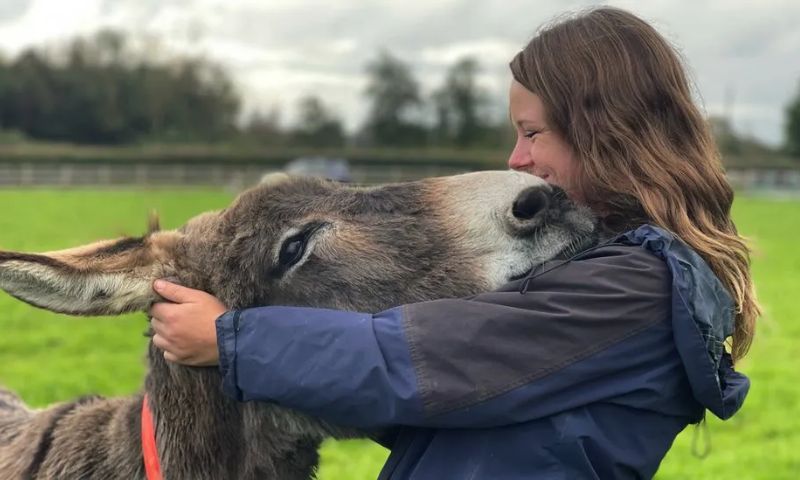 Donkey, Medicine, China, Africa,
