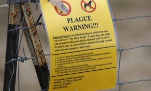 US, Plague, pneumonic plague, septicemic plague, Black Death, Oregon Health Authority,