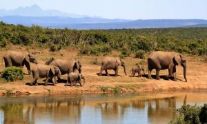 Wildlife, Earth, planet, Pakistan, digital, support, awareness,
