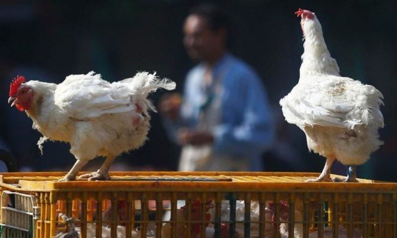 EU, EFSA, WHO, H5N1,