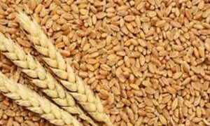 Wheat