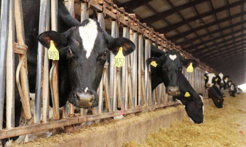 Bird Flu, Outbreak, United States, US, Texas, Ohio, Kansas, New Mexico, Government, Health, Animal Health