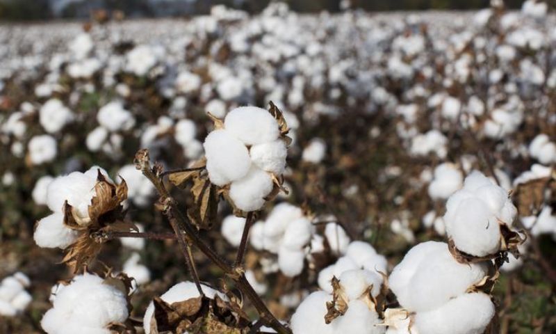 Cotton