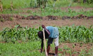 MALAWI, PALESTINIANS, ISRAEL, DIPLOMACY, CONFLICT,