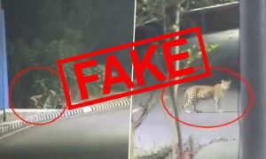 Leopard, Khyber Pakhtunkhwa, Wildlife Department, social media,