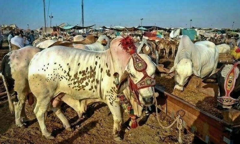 Eid-ul-Adha