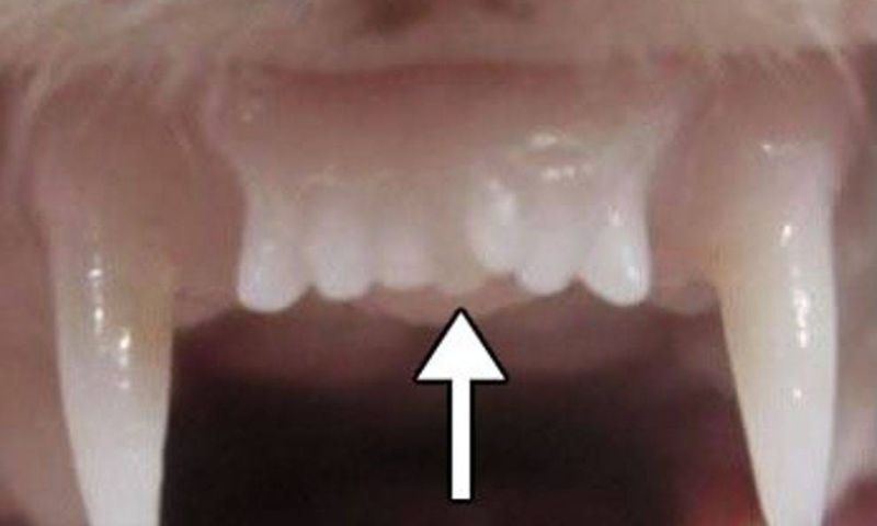 Human Trials for Tooth Regeneration Drug Set to Begin in September