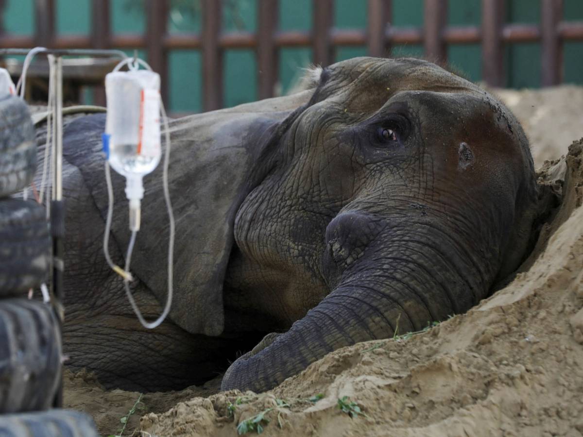 the animal cruelty in pakistan s zoos needs to end 1687414131 9039