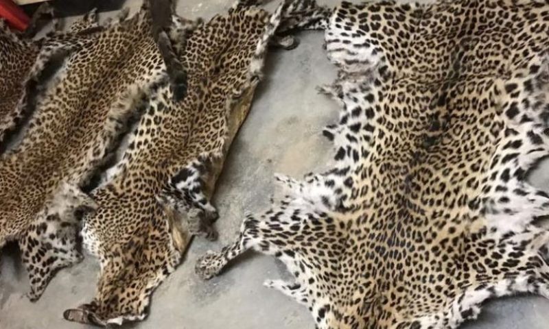 Wildlife Department, Snow Leopard, Punjab,