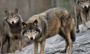 Uttar Pradesh, Wolves, Flooded, Kill