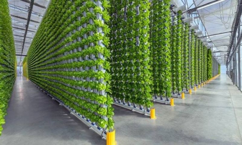 Saudi Arabia, Middle East, aeroponics, Agriculture, Soil, Japan