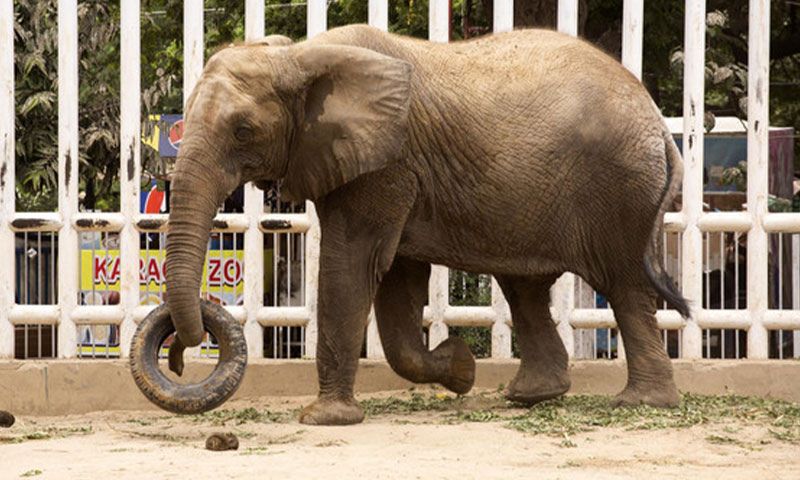 Elephant