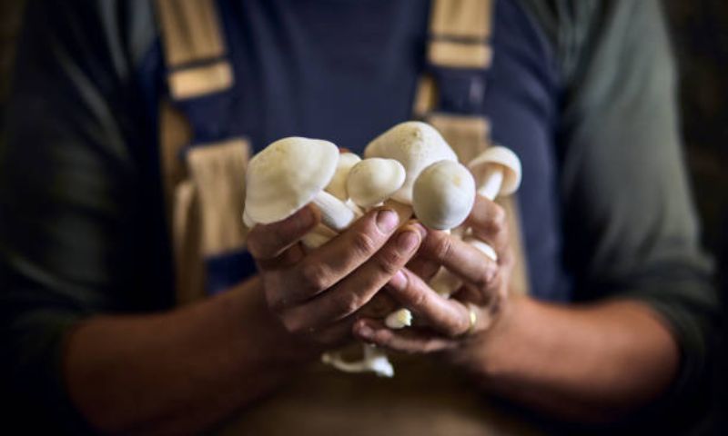 Kashmiri Mushrooms, Kashmir, Mushrooms, Economic, Agriculture