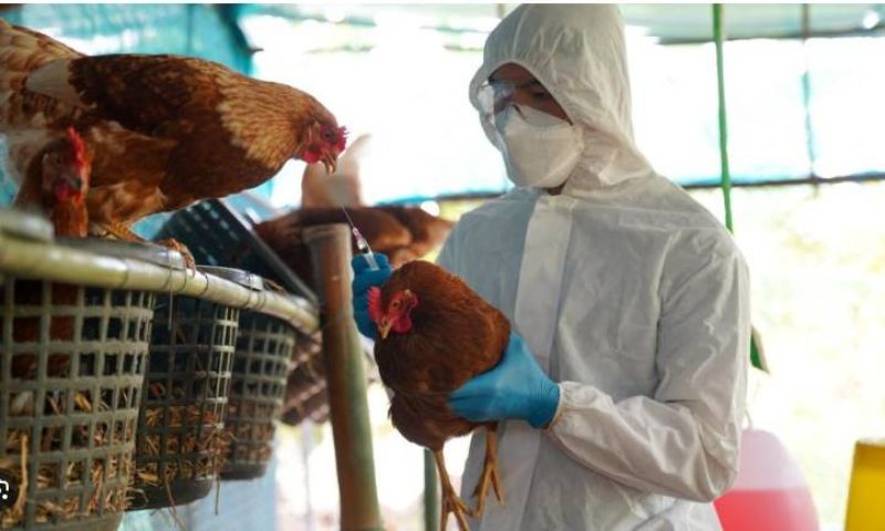 US, Bird Flu, Vaccine, Pandemic, H5N1 bird flu, Avian Influenza, California