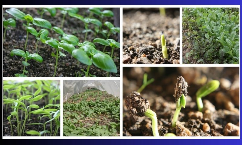Climate Change on Germination of seeds