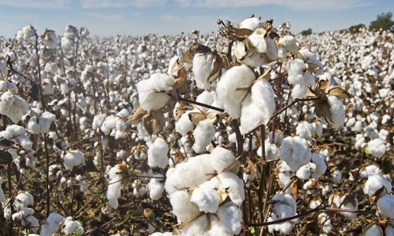  Looming Cotton