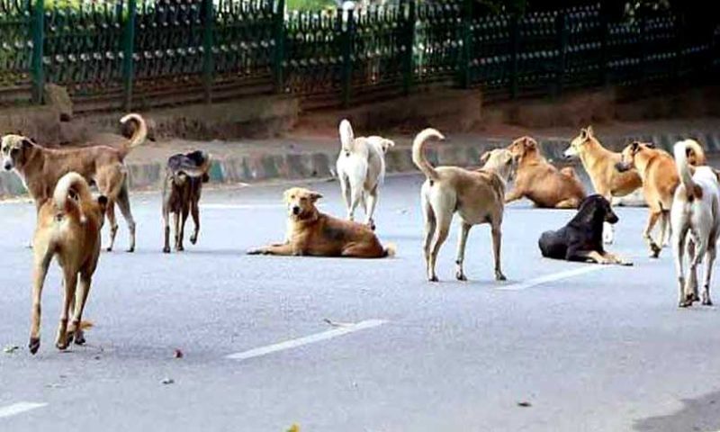 Stray Dogs
