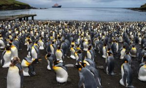 Iceberg, South Georgia, penguin, seal