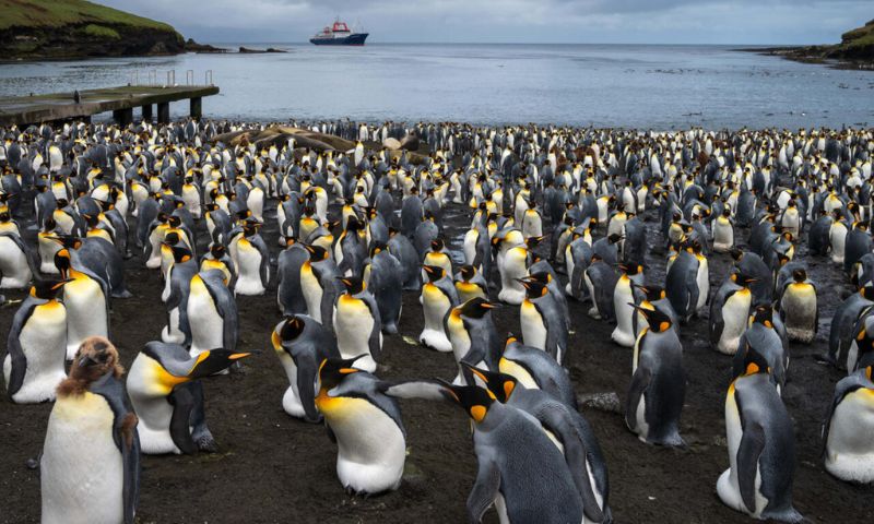 Iceberg, South Georgia, penguin, seal