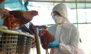 US, Bird Flu, Pandemic, Louisiana, United States, Donald Trump, White House, Covid, Health