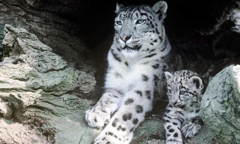 Pakistan, Snow Leapoard, Chitral Gol National Park,
