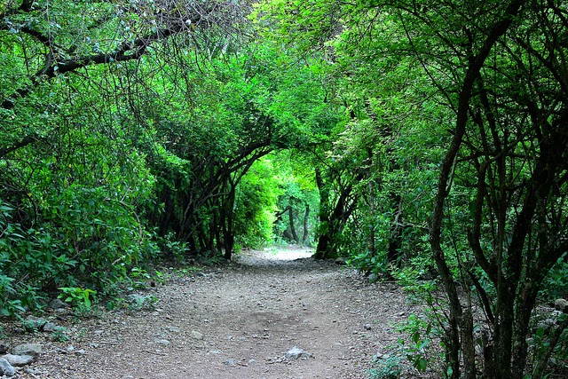 Margalla 