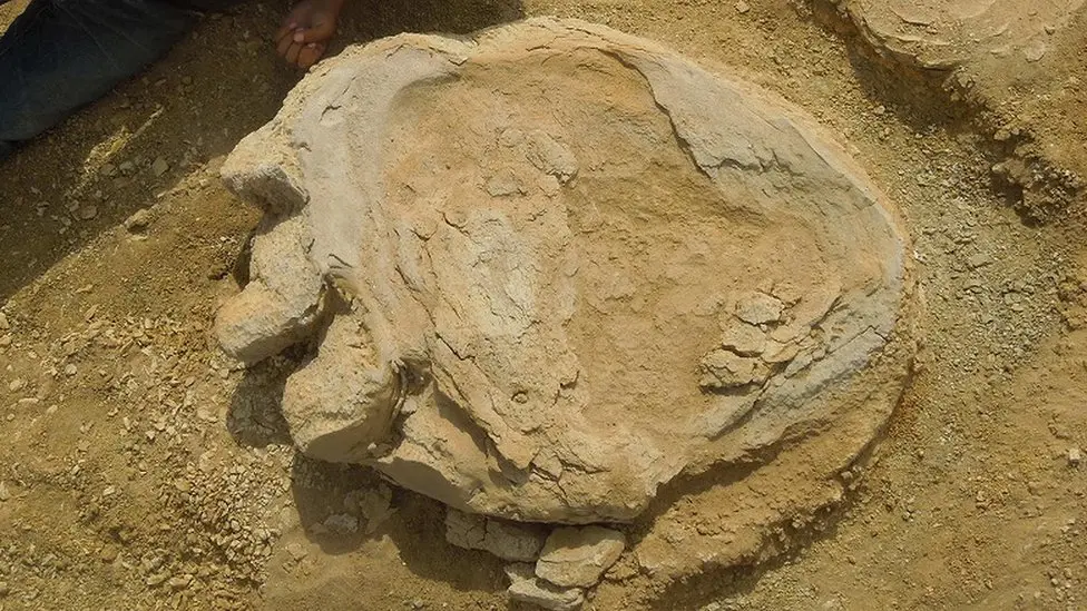 Dinosaur