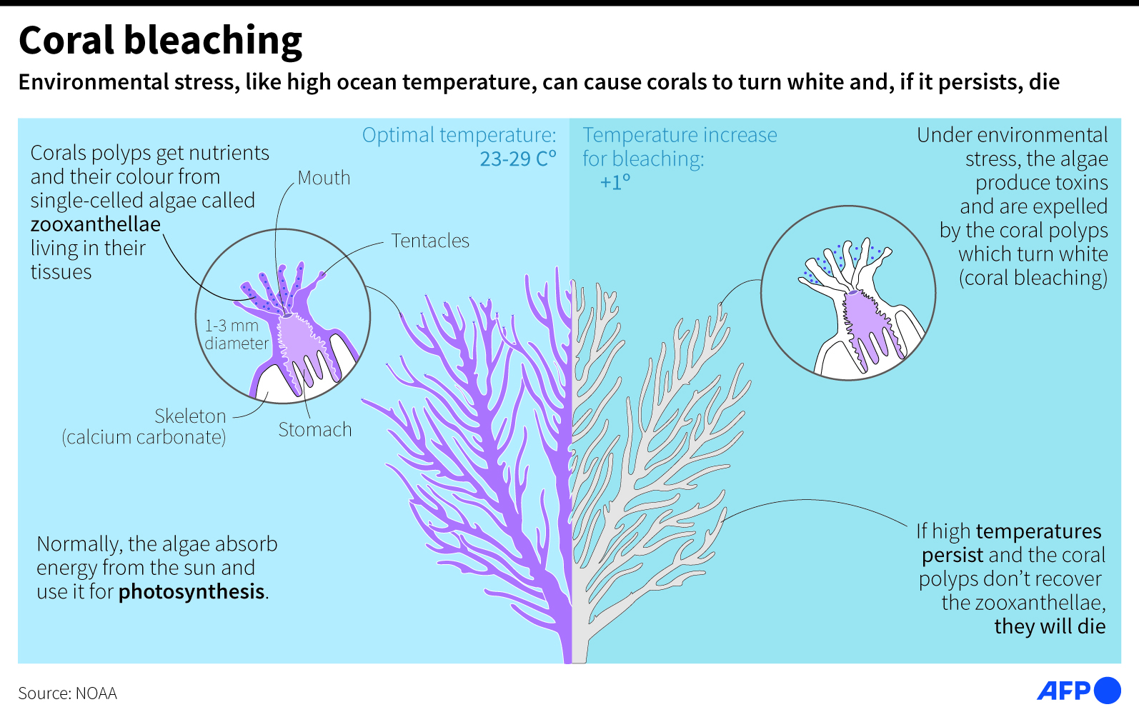 Coral Bleaching