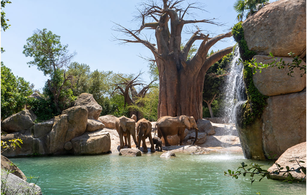 Elephants