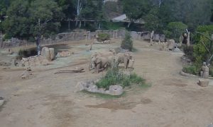 Elephants