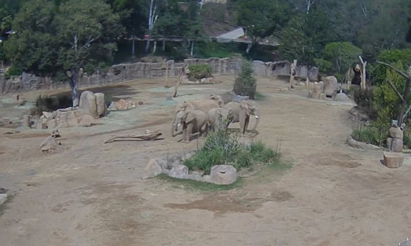 Elephants