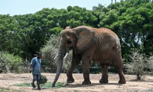 Elephant