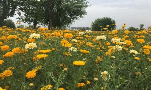 Flowers, Peshawar, Badaber, Khyber Pakhtunkhwa, Floriculture, Business