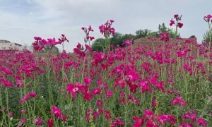 Flowers, Peshawar, Badaber, Khyber Pakhtunkhwa, Floriculture, Business