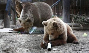 Bears Escape from Enclosure at UK Wildlife Park and Consume Week's Worth of Honey